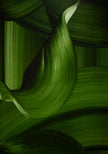 Close-up detail of contemporary green abstract oil painting with flowing ribbon-like brushstrokes and organic ocean-inspired movement