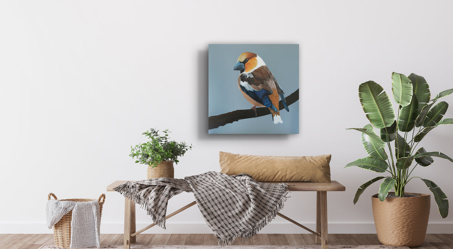 Hawfinch