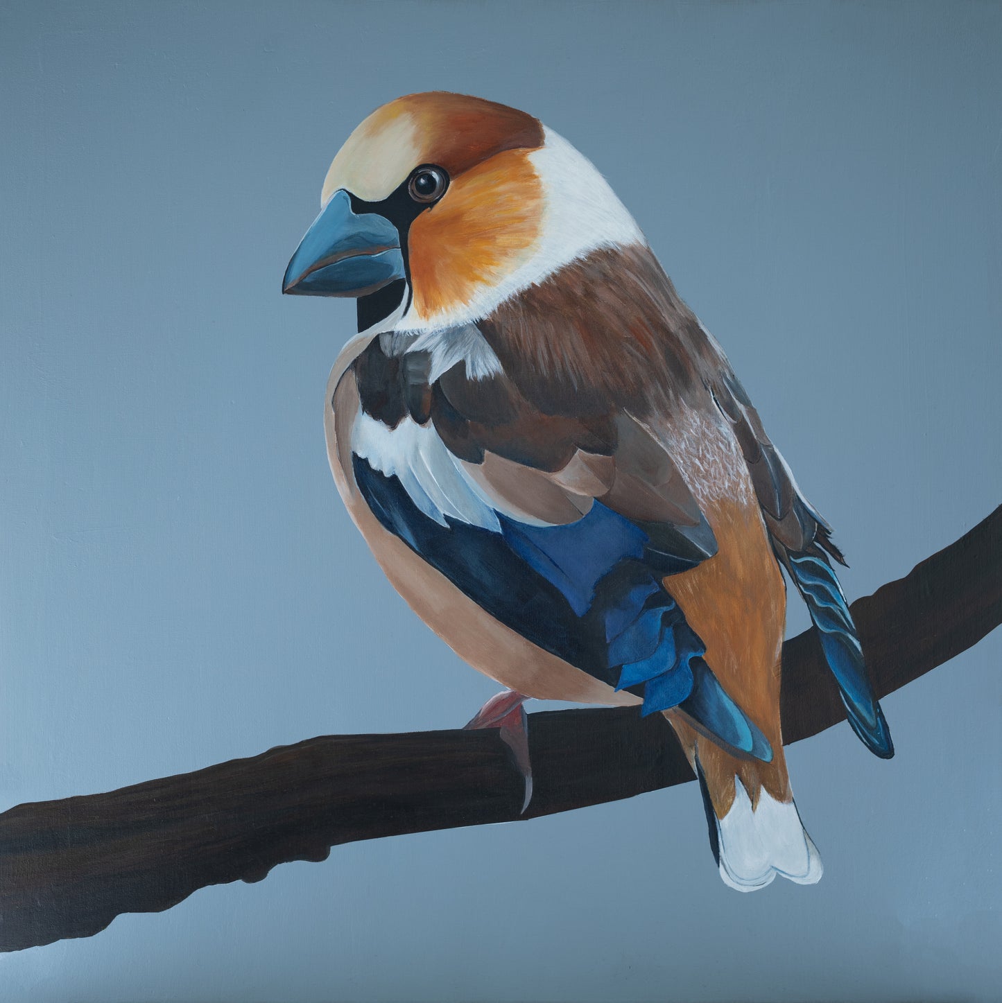 Hawfinch